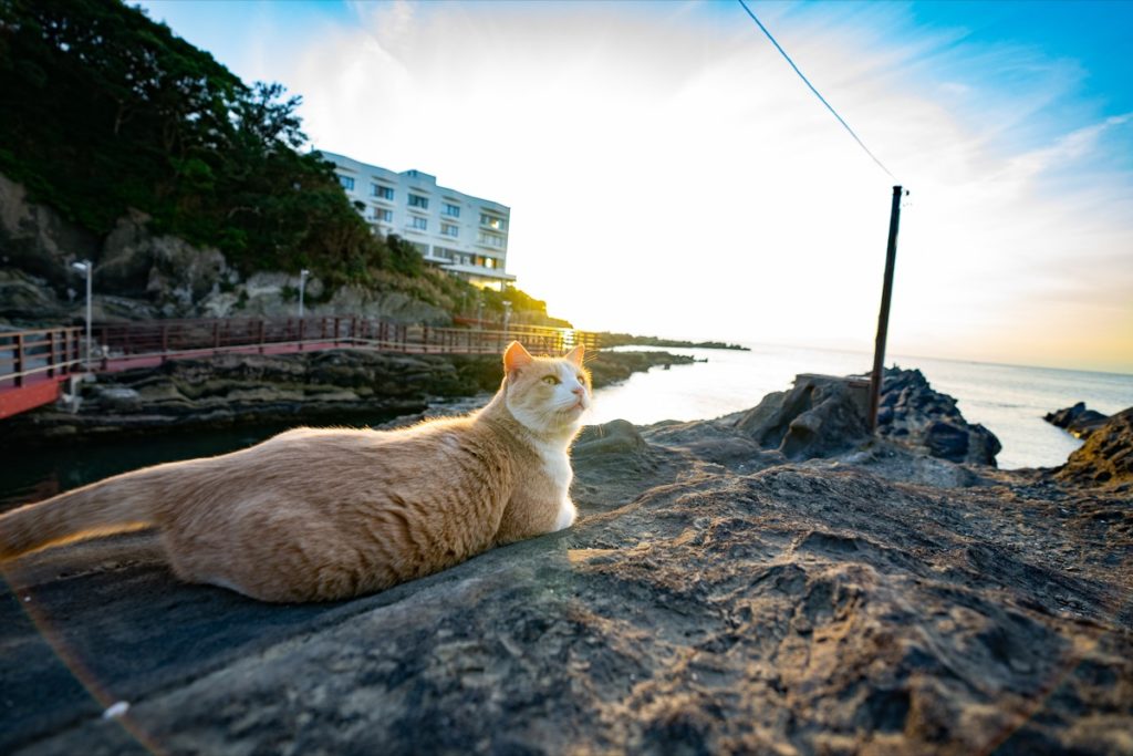 神奈川の猫島 城ヶ島 に行ったら すごく可愛い猫に遭遇した Tegelog